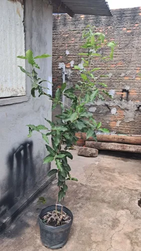 Planta flor de São Miguel