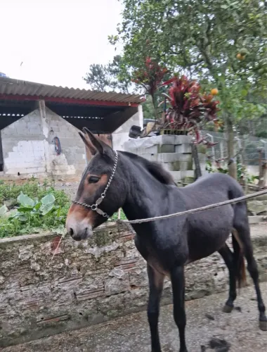 Burro preto - 4 anos