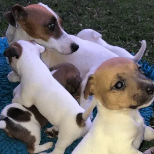 otimos para toda a familia