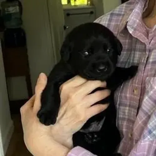 Labrador Retriever,Labrador Retriever Filhote Disponível Entrega Facilitada