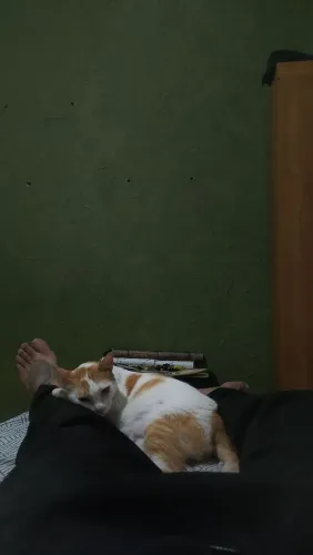 ADOÇÃO RESPONSÁVEL 