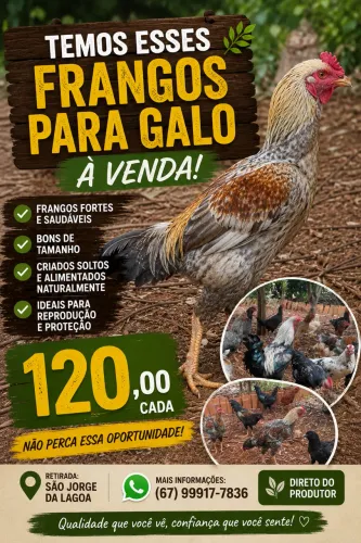 FRANGO PARA GALO