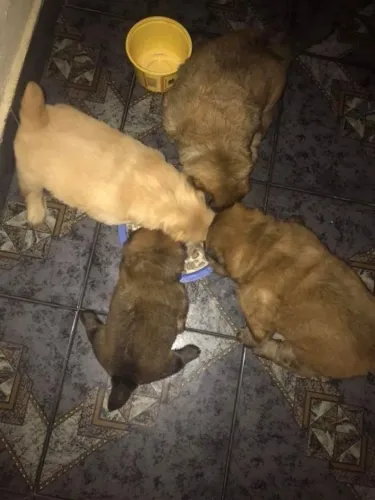 Filhote de Chow chow pra doar 