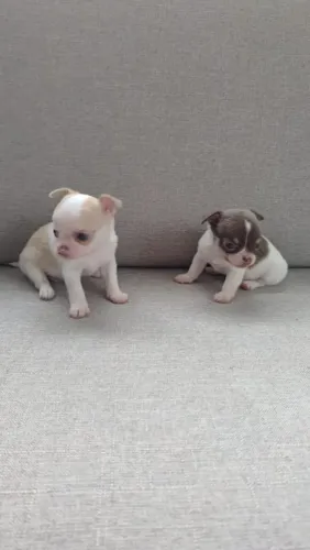 Filhote Chihuahua Puro Com Pedigree CBKC - Presente Perfeito Dia Dos Namorados