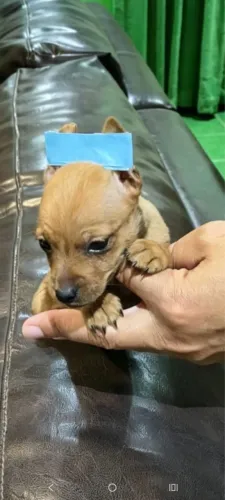 Pinscher unissex