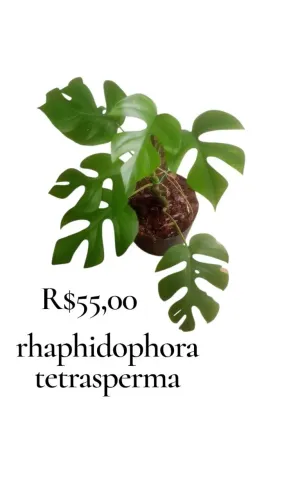 Rhaphidophora