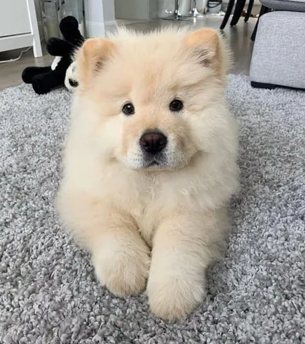 Chow Chow seu amiguinho mais fofinho