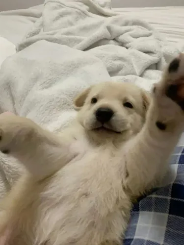 Golden Retriever Consulte informações e disponibilidade desse lindinho