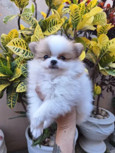 spitz alemão macho