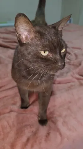 Gata marrom, adoção responsável