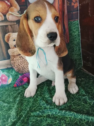 Alegres e divertidos , assim que beagle é . Filhotinho lindos