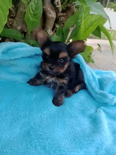 Yorkshire Terrier raça popular de pequeno porte