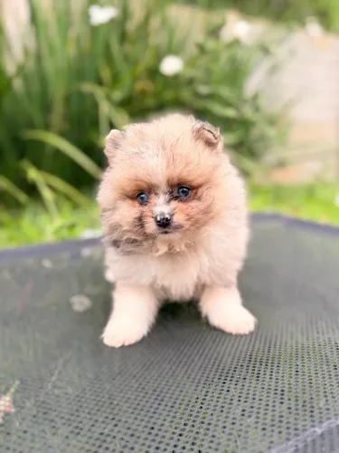 Spitz alemão anão 
