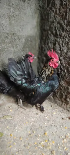 Mini casal