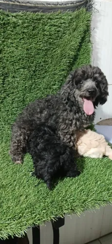 Poodle pra reserva