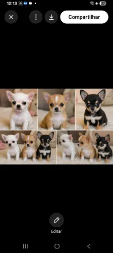 Filhotes de chihuahua
