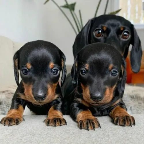 Cachorro filhote dachshund/teckel/basset/salsicha/cofap saudável