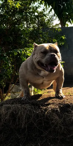 American Bully Micro - Macho Padreador com pedigree