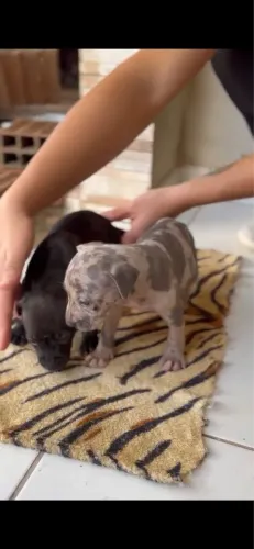 Filhotes de Pit monster / Pit Bull