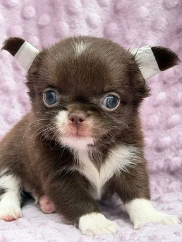 Chihuahua macho Pêlo longo. A raça mais apaixonante que existe!