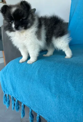 Lulu pomerania