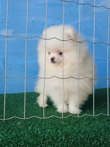 Spitz Macho Ursinho Anão 