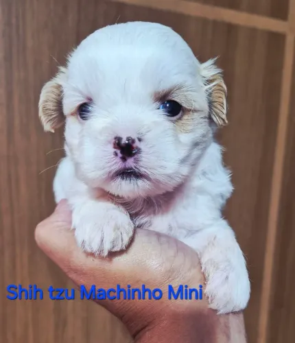 Shih tzu Machinho Minis puríssimos