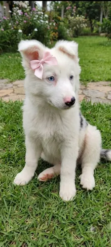 Filhotes de border collie