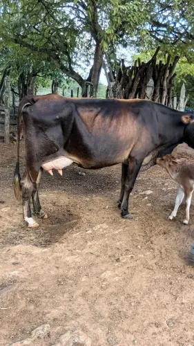 Vaca
