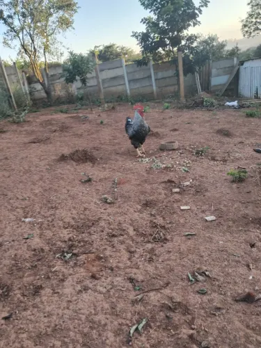 Galo gsb