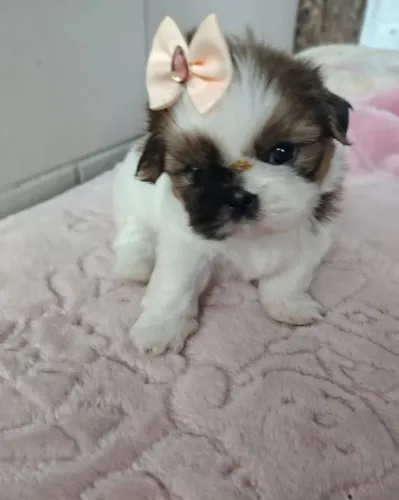 Shih Tzu Um cachorro com jeito alegre e espírito de família