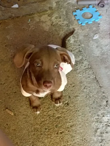 Cachorra Para Doação 