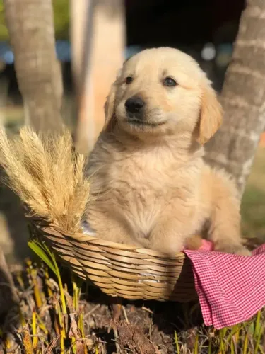 Golden Retriever Seu novo companheiro já está pronto para te encontrar