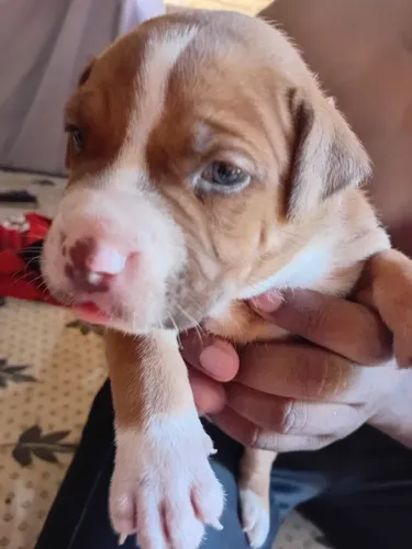 Cachorro  pitmonster 
