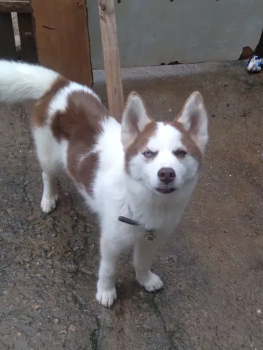 Vendo ou troco hunsky siberiano machinho.