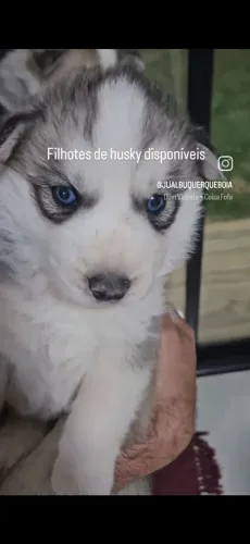Filhotes de husky siberiano olhos azuis