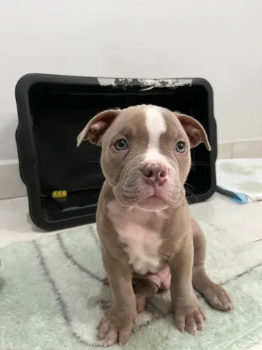 American Bully Pocket- Filhote