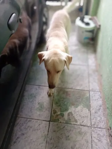 Labrador cachorro grande