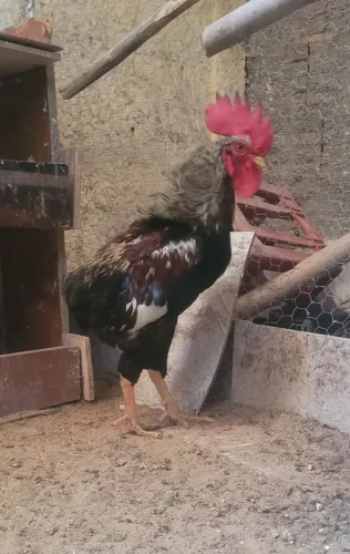 Galo Sura