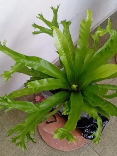 Plantas ornamentais a partir de 12,00