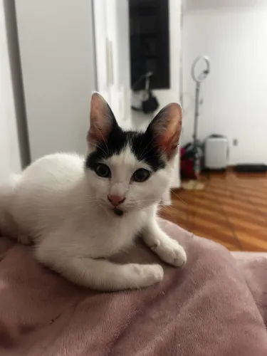 Gato Adoção Urgente!