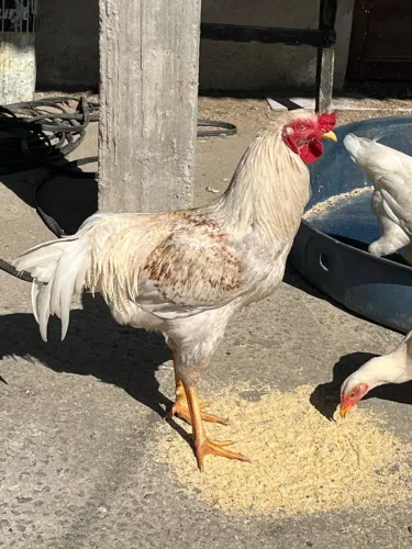 Galo novo