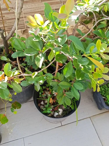 Araçá amarelo 