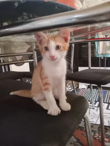 Gatinho macho para adoção 
