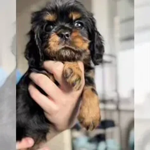 Cavalier King Charles Spaniel,Cavalier King Charles Spaniel Filhote Linda Linhagem Disponí