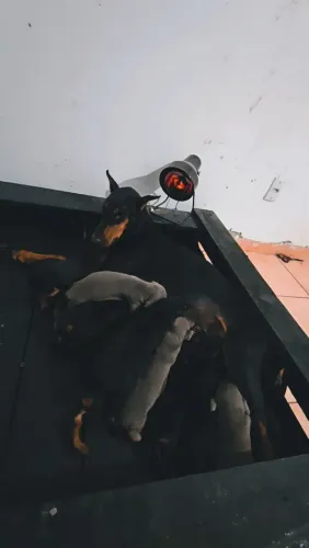 Doberman filhotes pra reserva