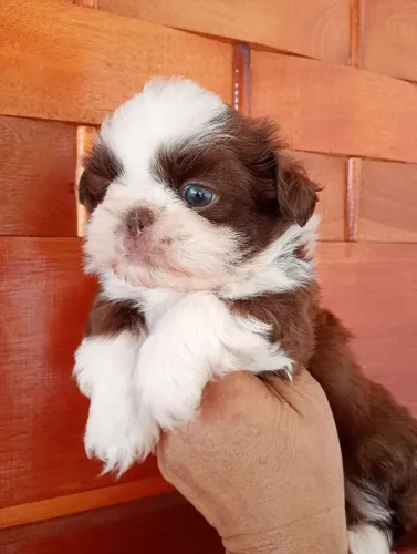 Filhote Shih Tzu Machinho 