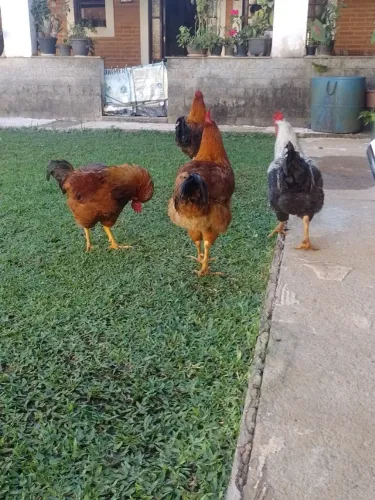 Galos cruzamento de balão com Label Rouge