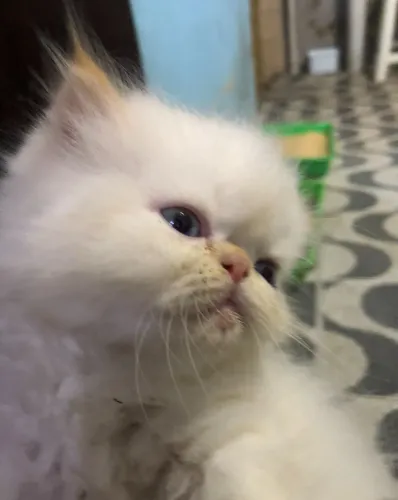 Filhote de gato persa red Point olhos azuis
