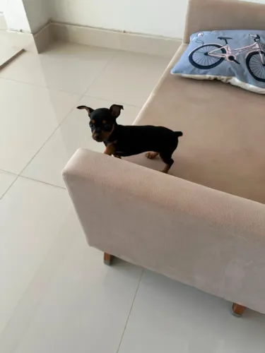 Pinscher fêmea